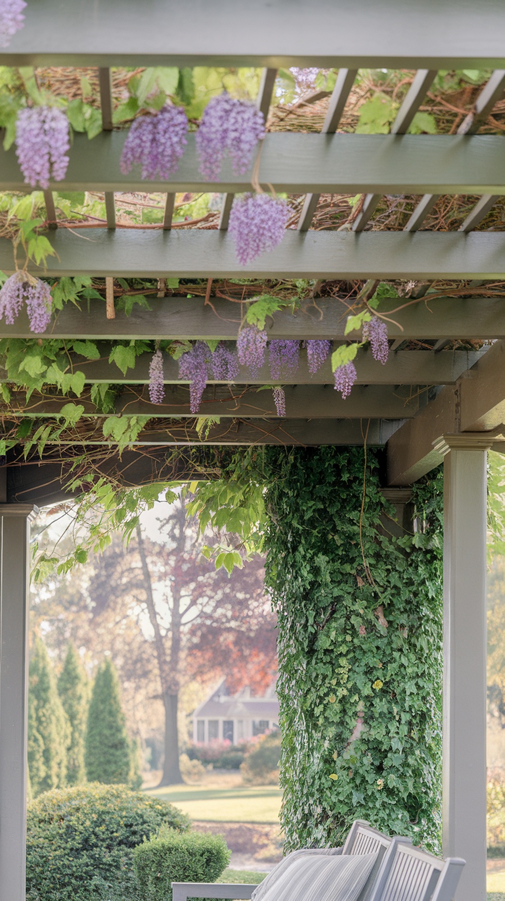 A beautiful pergola with purple wisteria flowers and green ivy climbing around it.