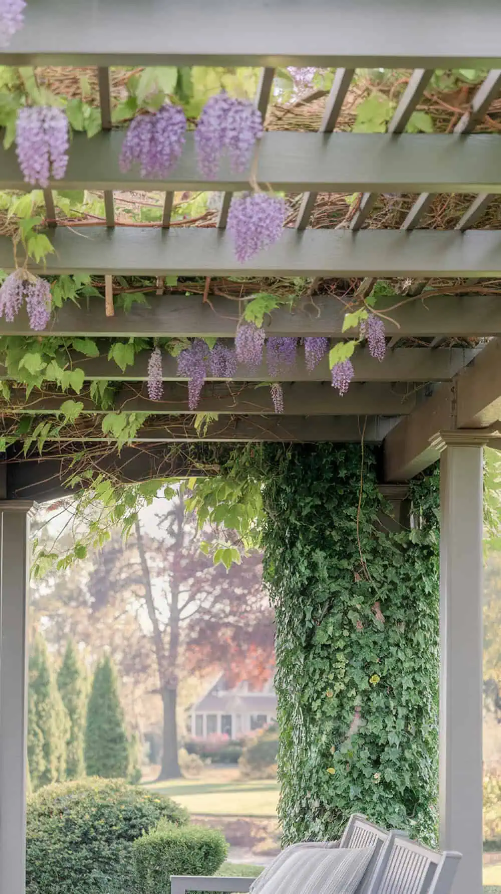 A beautiful pergola with purple wisteria flowers and green ivy climbing around it.