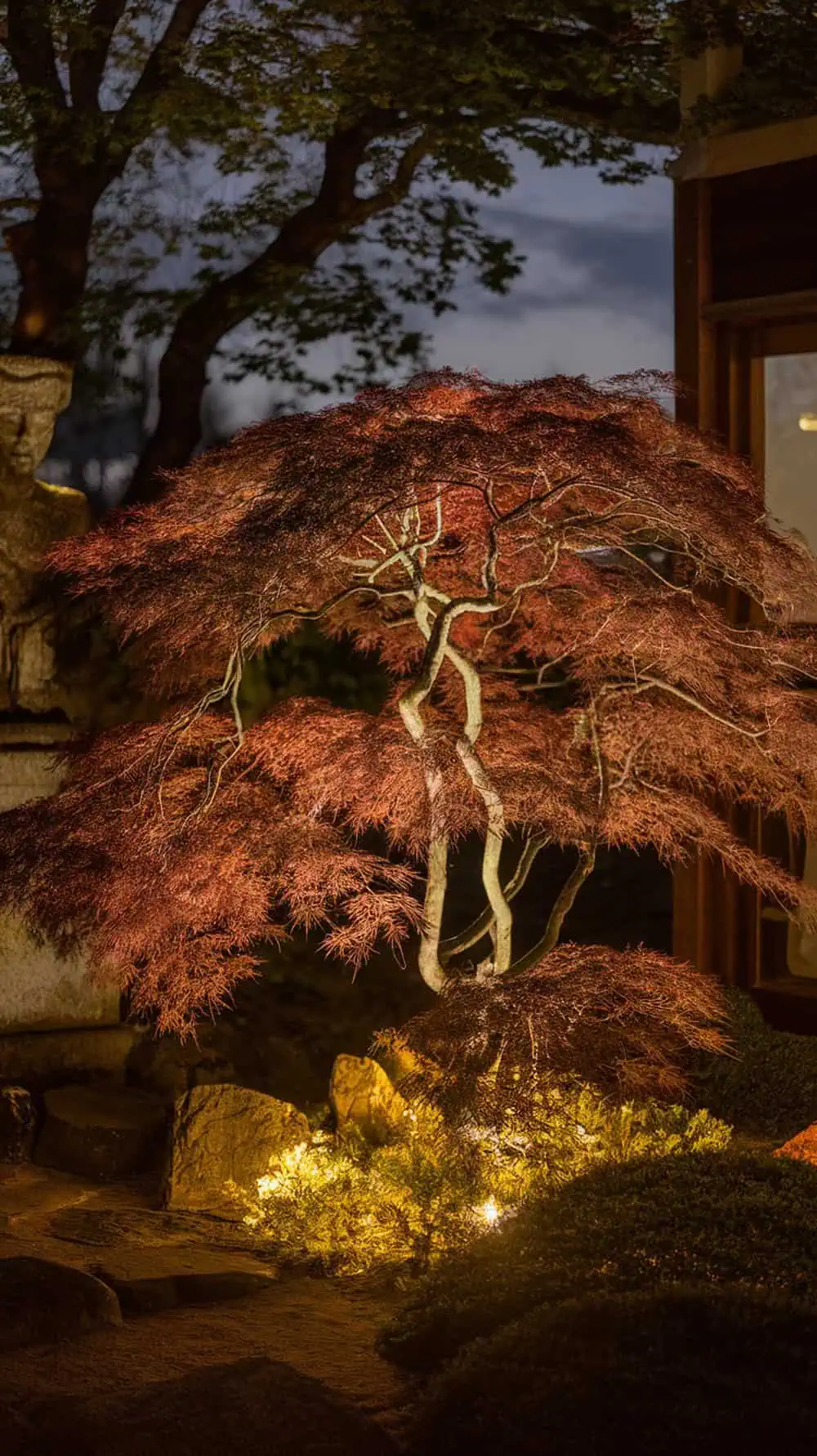 A Japanese maple tree beautifully illuminated from below, showcasing its vibrant leaves and intricate branches, set against a twilight backdrop.