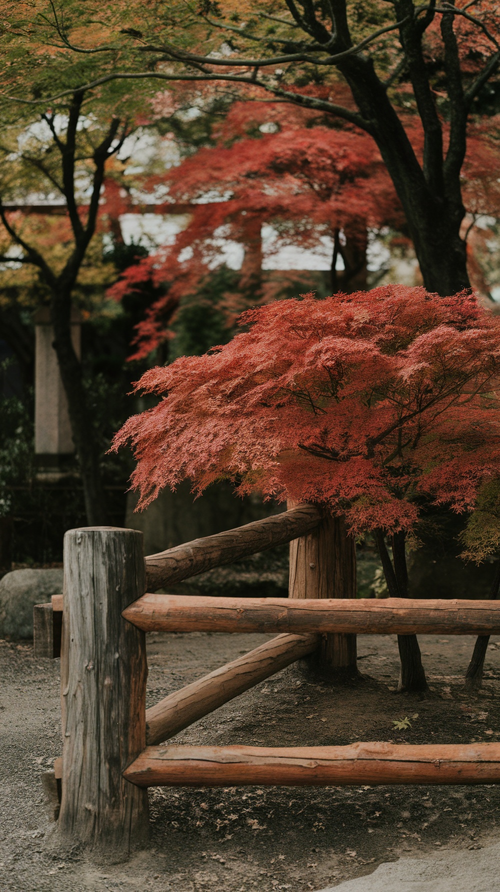 A vibrant Japanese maple tree with red leaves next to a wooden fence.