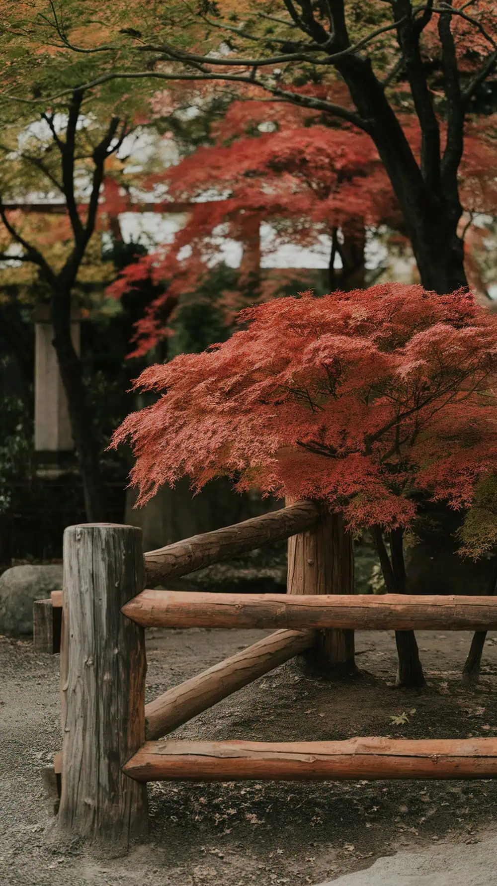 A vibrant Japanese maple tree with red leaves next to a wooden fence.