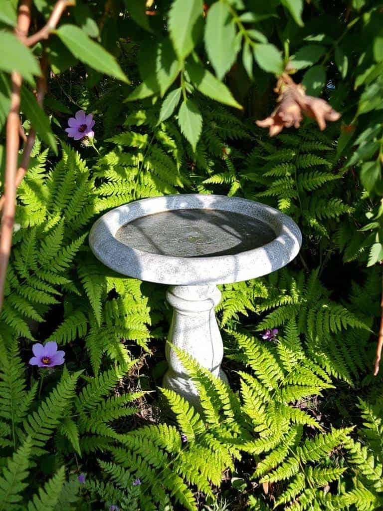 rustic birdbath with ferns