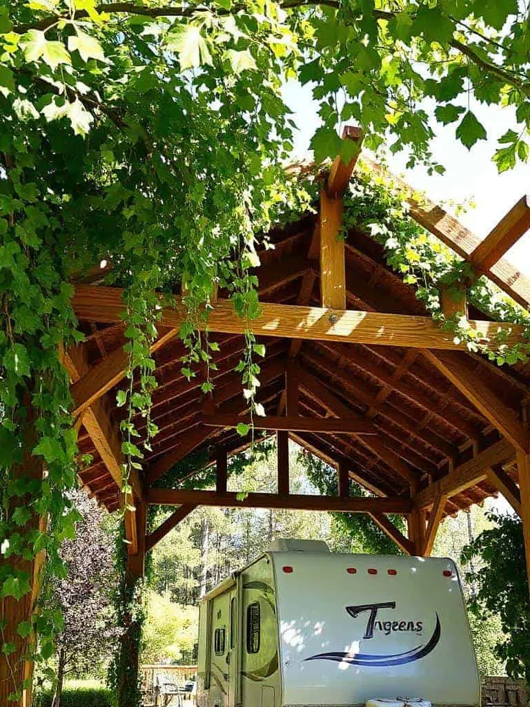 shady pergola with vines
