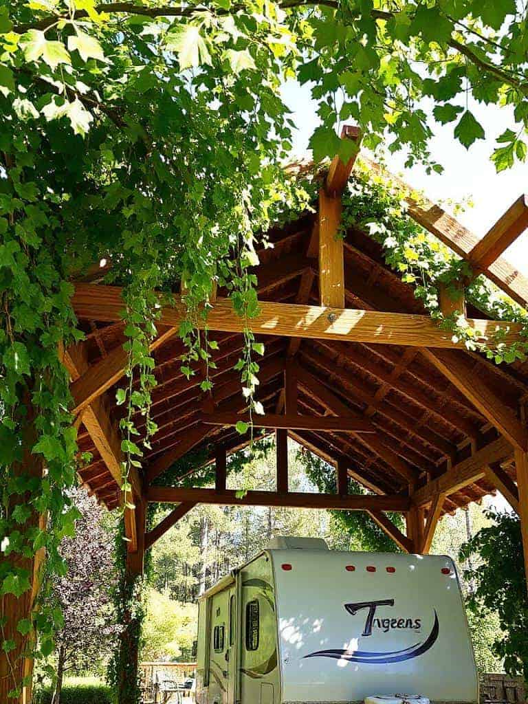 shady pergola with vines