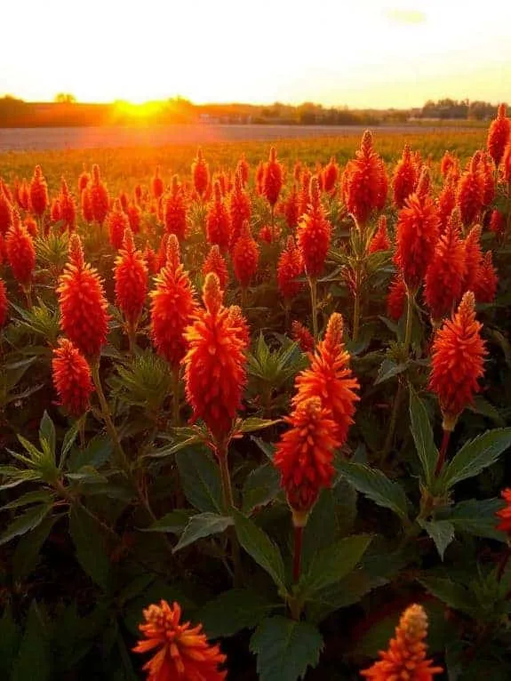 celosia flowers brighten gardens