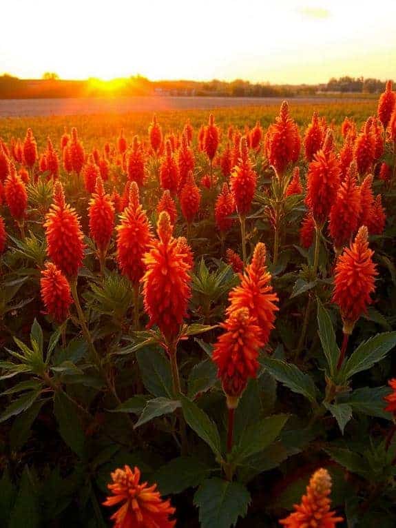 celosia flowers brighten gardens