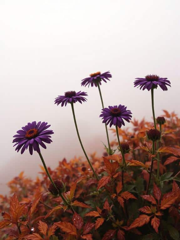 deep purple asters brighten rooms