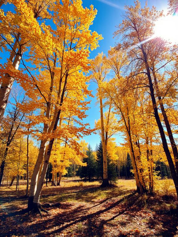 golden aspen home decor