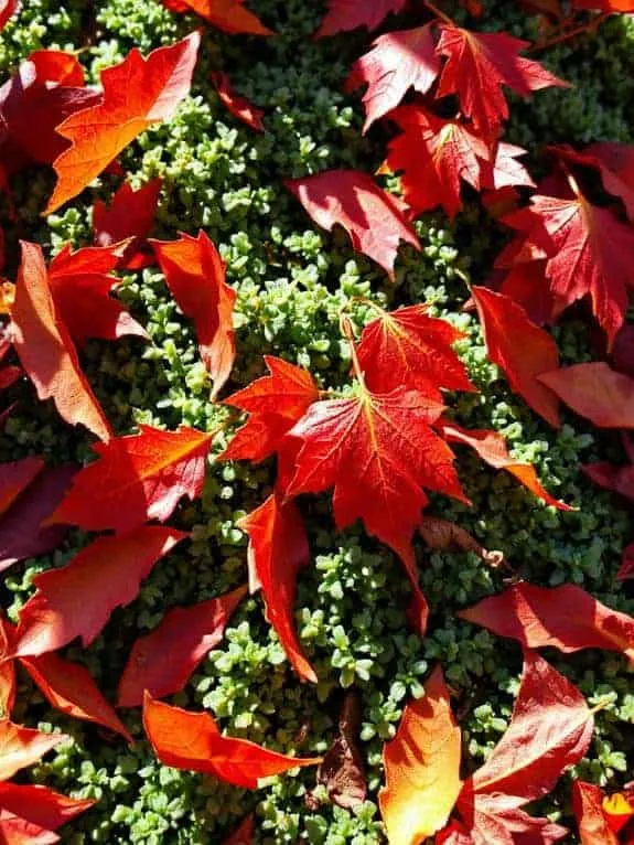 maple leaves autumn decor