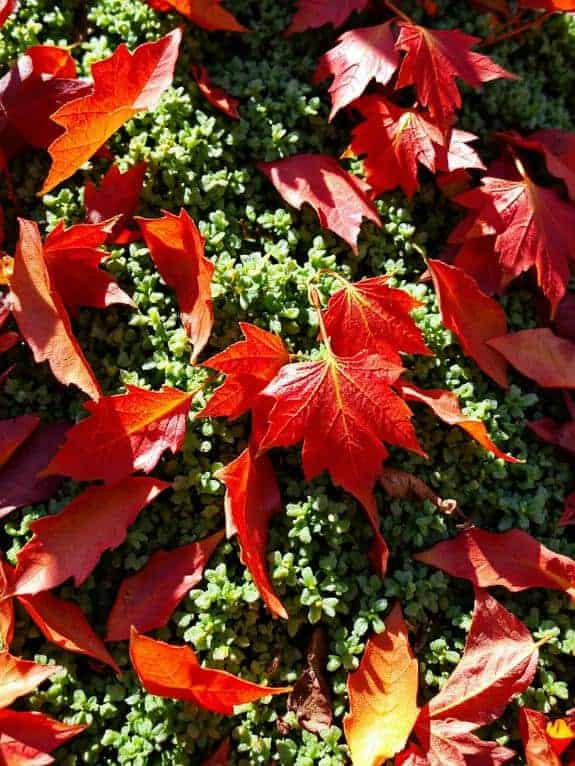 maple leaves autumn decor