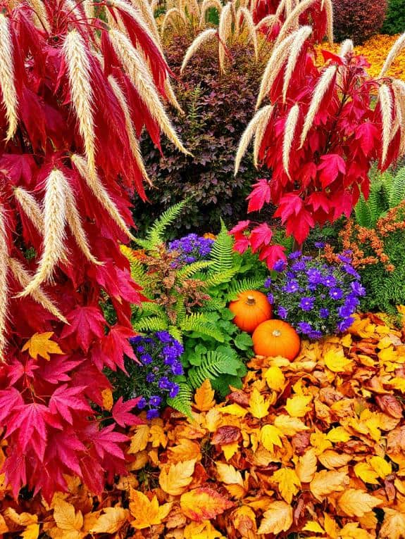 vibrant autumn plant landscapes