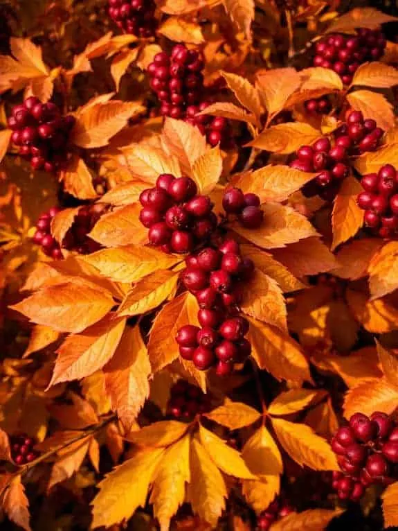 vibrant viburnum autumn decor