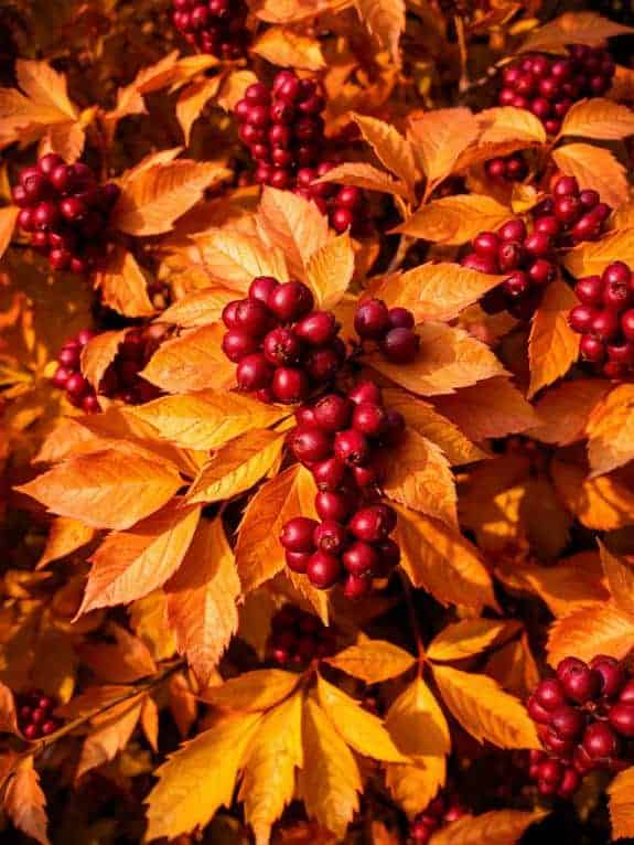 vibrant viburnum autumn decor