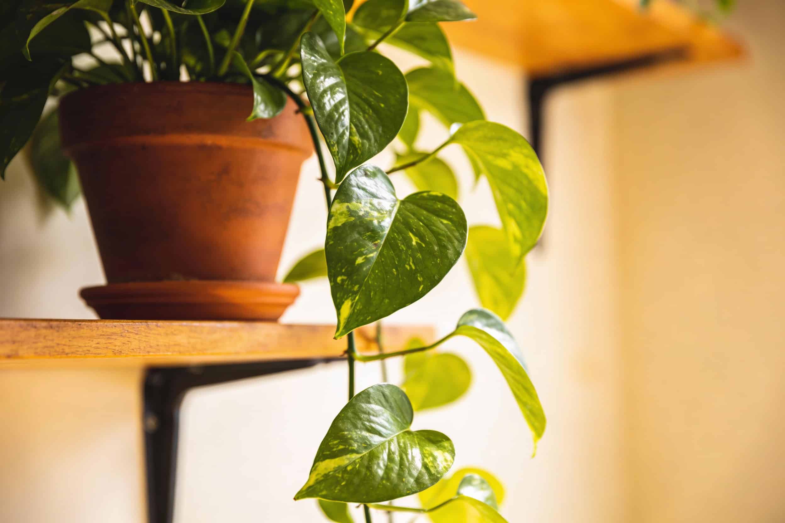 15 Inspiring Plant Room Ideas That Turn Any Space Into A Sanctuary